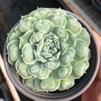 Rare Succulents - Echeveria Heart Choice 3”