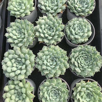 Rare Succulents - Echeveria Heart Choice 3”