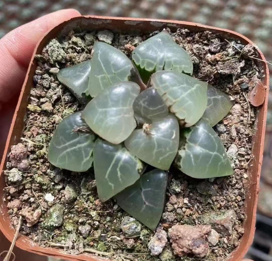 Rare Haworthia Comptoniana Cowebbing 2.5”