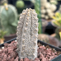 Rare Euphorbia - Euphorbia Abdelkuri grey (3.5” pot)