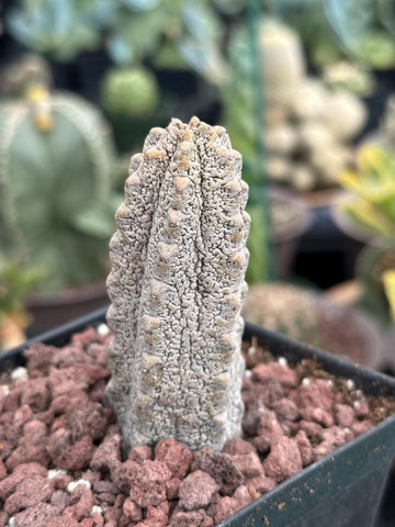 Rare Euphorbia - Euphorbia Abdelkuri grey (3.5” pot)