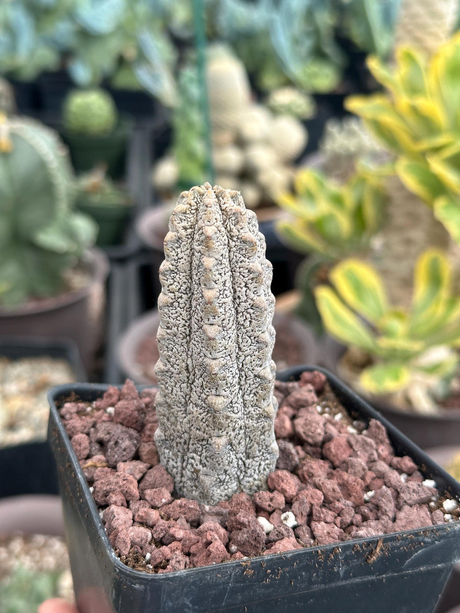 Rare Euphorbia - Euphorbia Abdelkuri grey small (3.5” pot)