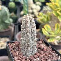 Rare Euphorbia - Euphorbia Abdelkuri grey (3.5” pot)