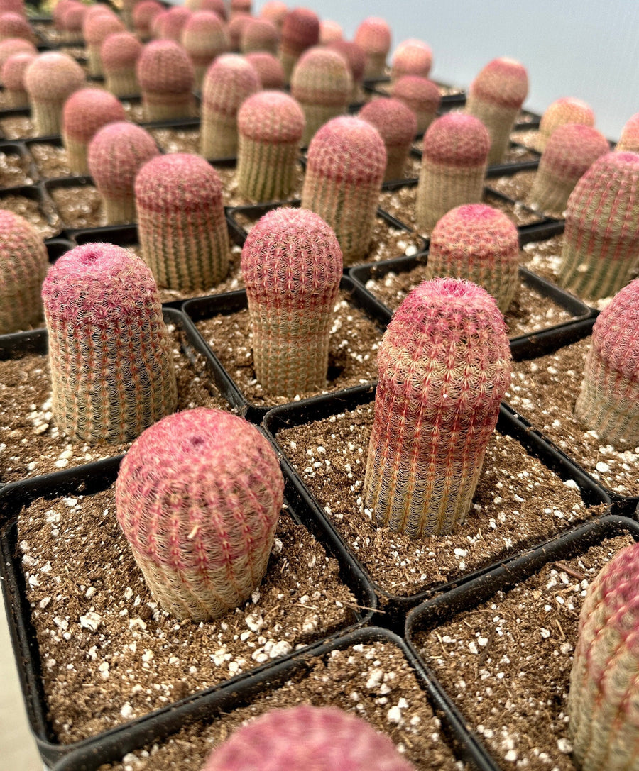 Rare Cactus - Echinocereus Rigidissimus 'Rainbow Cactus' Seed Grown (Single Stem)