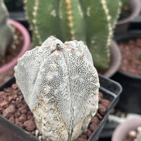 Rare Cactus - Astrophytum Onzuka (1)