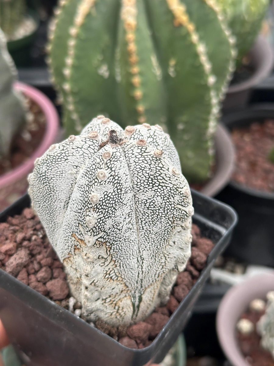 Rare Cactus - Astrophytum Onzuka (1)