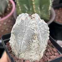 Rare Cactus - Astrophytum Onzuka (1)