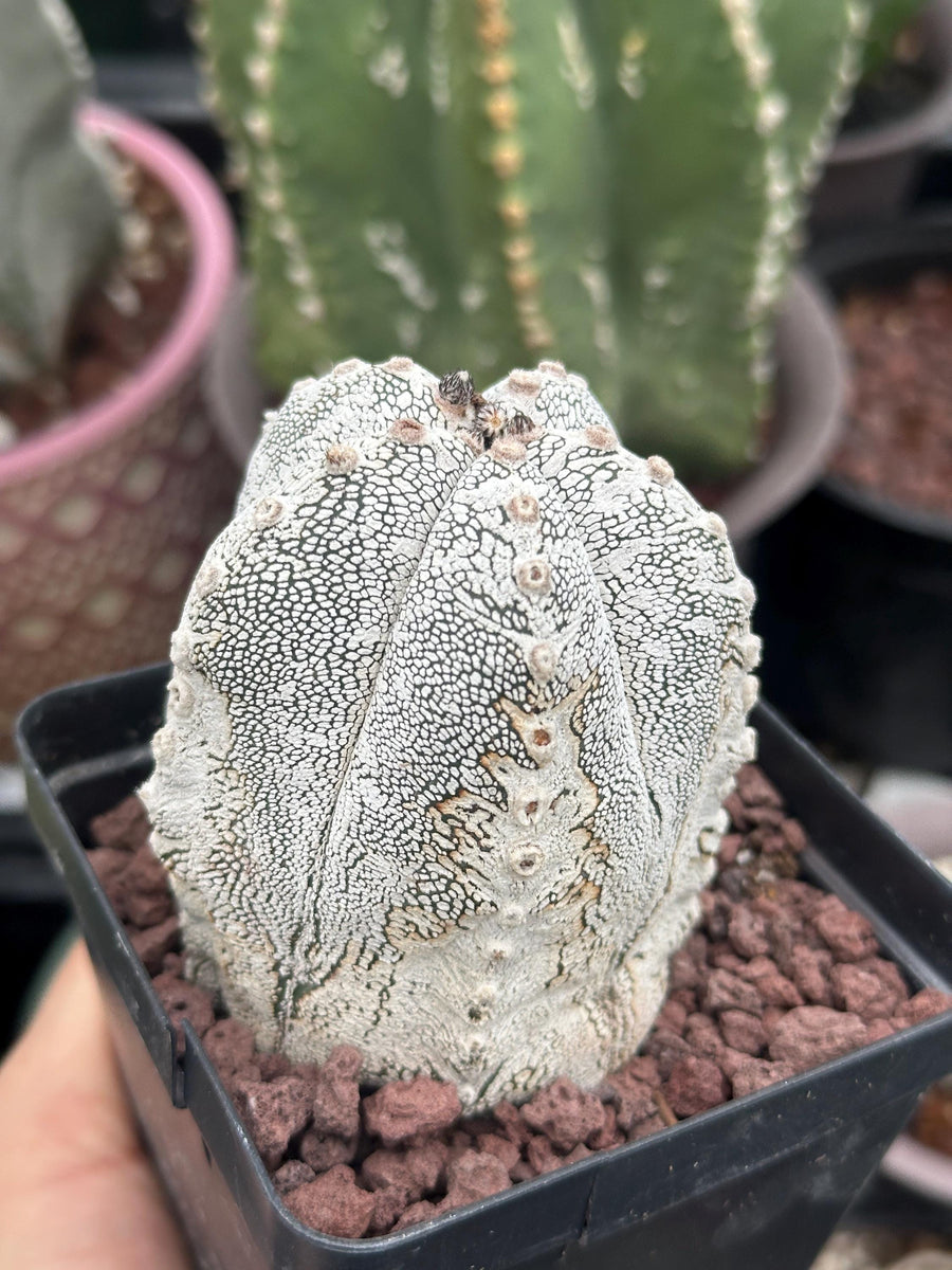 Rare Cactus - Astrophytum Onzuka (1)