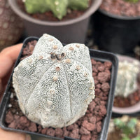 Rare Cactus - Astrophytum Onzuka (1)