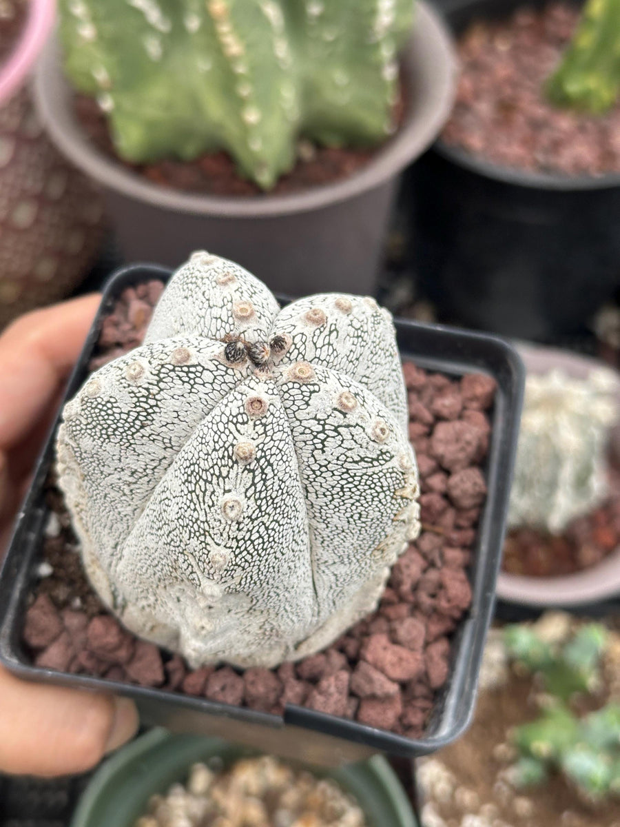 Rare Cactus - Astrophytum Onzuka (1)