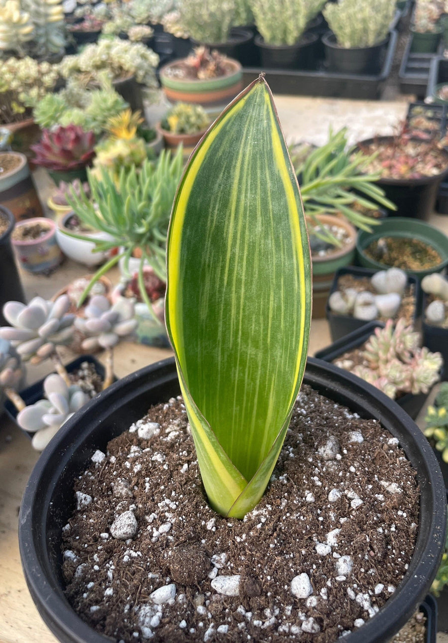 Rare Succulents - Sansevieria masoniana whale fin variegated (8”-10”)