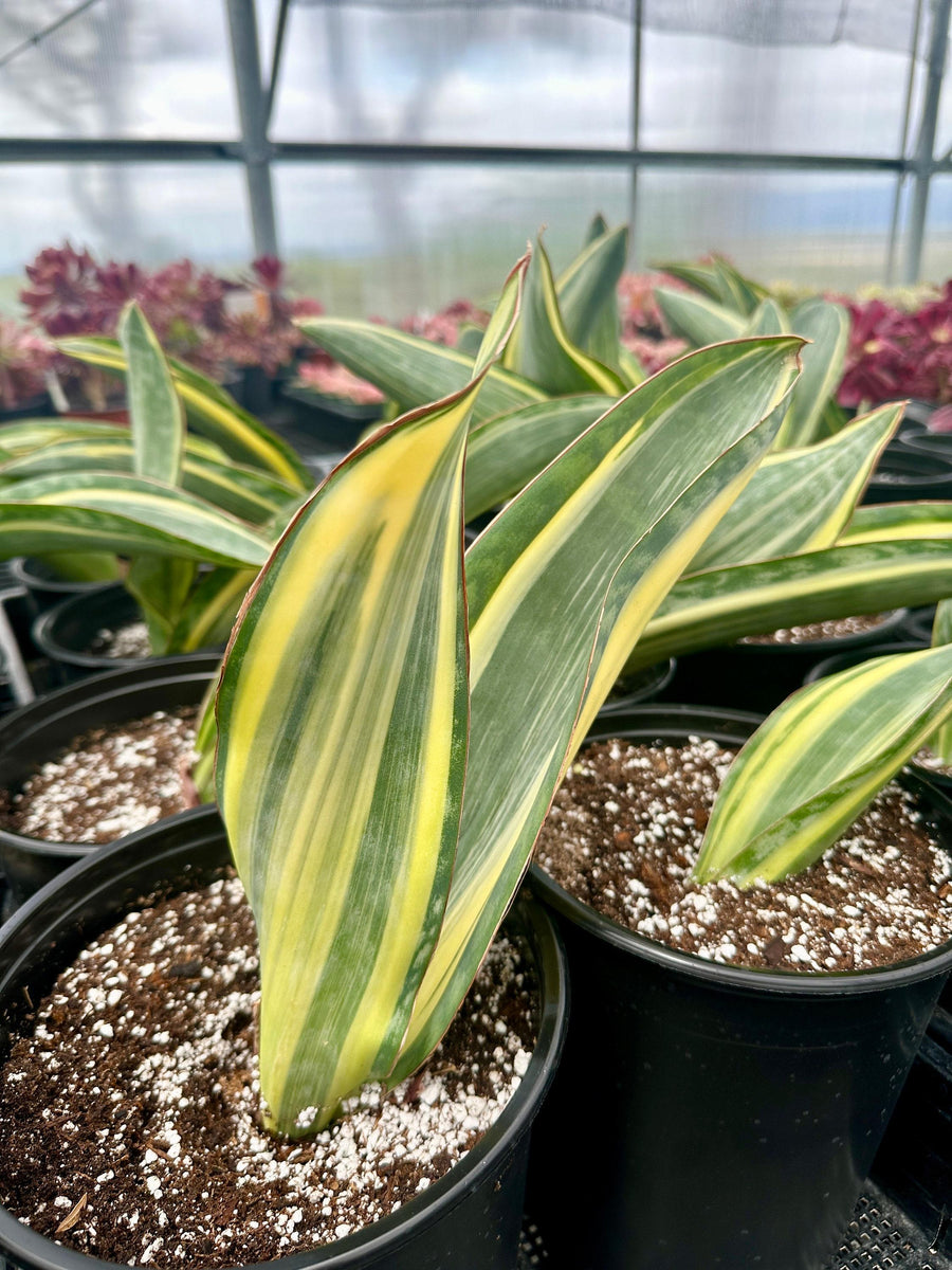 Rare Variegated Whale Fin Succulent - Sansevieria Masoniana - 8-10 inch Single Leave