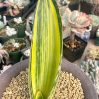 Rare Succulents - Sansevieria masoniana whale fin variegated (8”-10”)