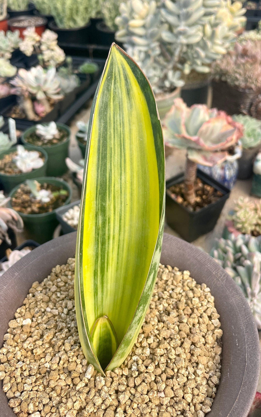 Rare Succulents - Sansevieria masoniana whale fin variegated (8”-10”)