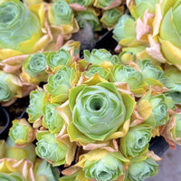 Rare Aeonium Greenovia Moonlight Cluster - Succulent Plant for Home Decor Gifts and Gardens