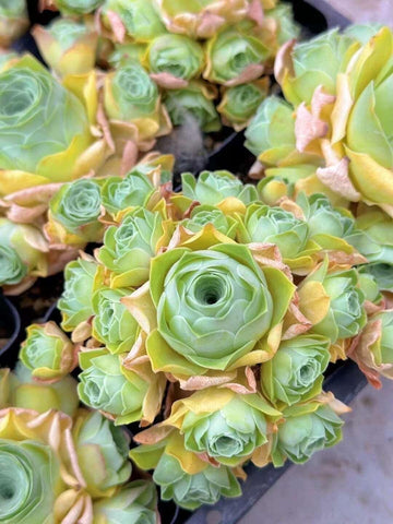 Rare Aeonium Greenovia Moonlight Cluster - Succulent Plant for Home Decor Gifts and Gardens