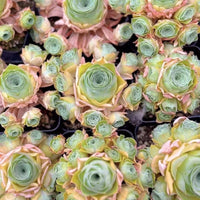 Rare Aeonium Greenovia Moonlight Cluster - Succulent Plant for Home Decor Gifts and Gardens