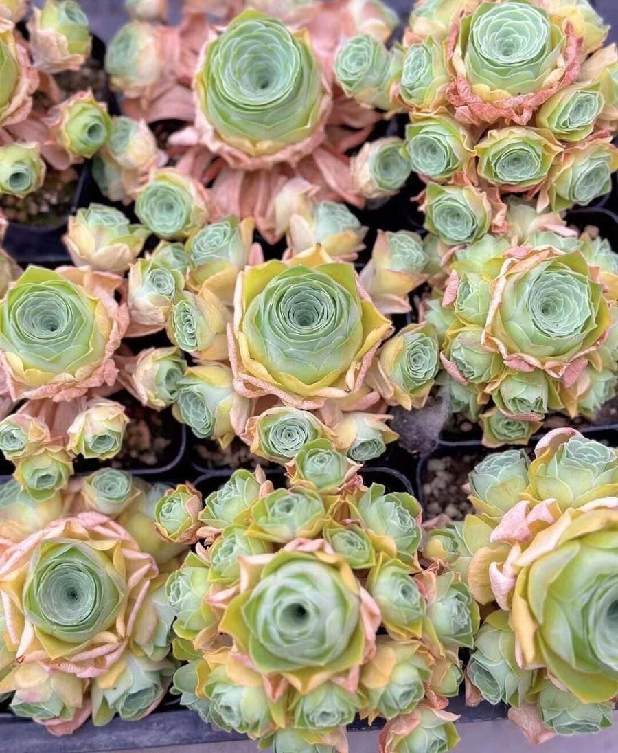 Rare Aeonium Greenovia Moonlight Cluster - Succulent Plant for Home Decor Gifts and Gardens