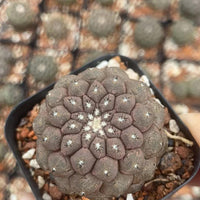 Rare Cactus - Copiapoa Hypogaea Lizard Skin (1.5”)