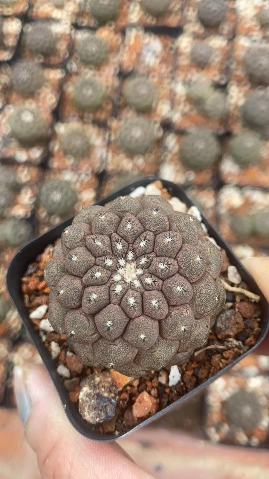 Rare Cactus - Copiapoa Hypogaea Lizard Skin (1.5”)