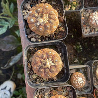 a bunch of different types of mushrooms in trays