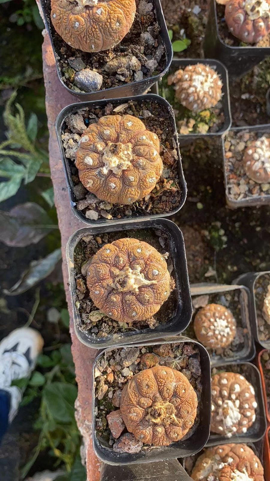 a bunch of different types of mushrooms in trays