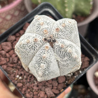 Rare Cactus - Astrophytum Onzuka (1)