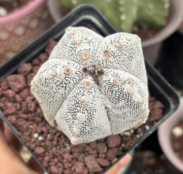 Rare Cactus - Astrophytum Onzuka (1)