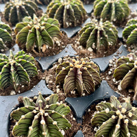 Rare Cactus - Gymnocalycium Mihanovichii LB2178 (1.5”)