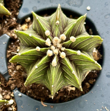 Rare Cactus - Gymnocalycium Mihanovichii LB2178 (1.5”)