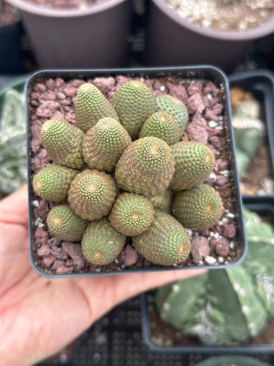 Rare Cactus - Echinopsis Famatimensis small cluster