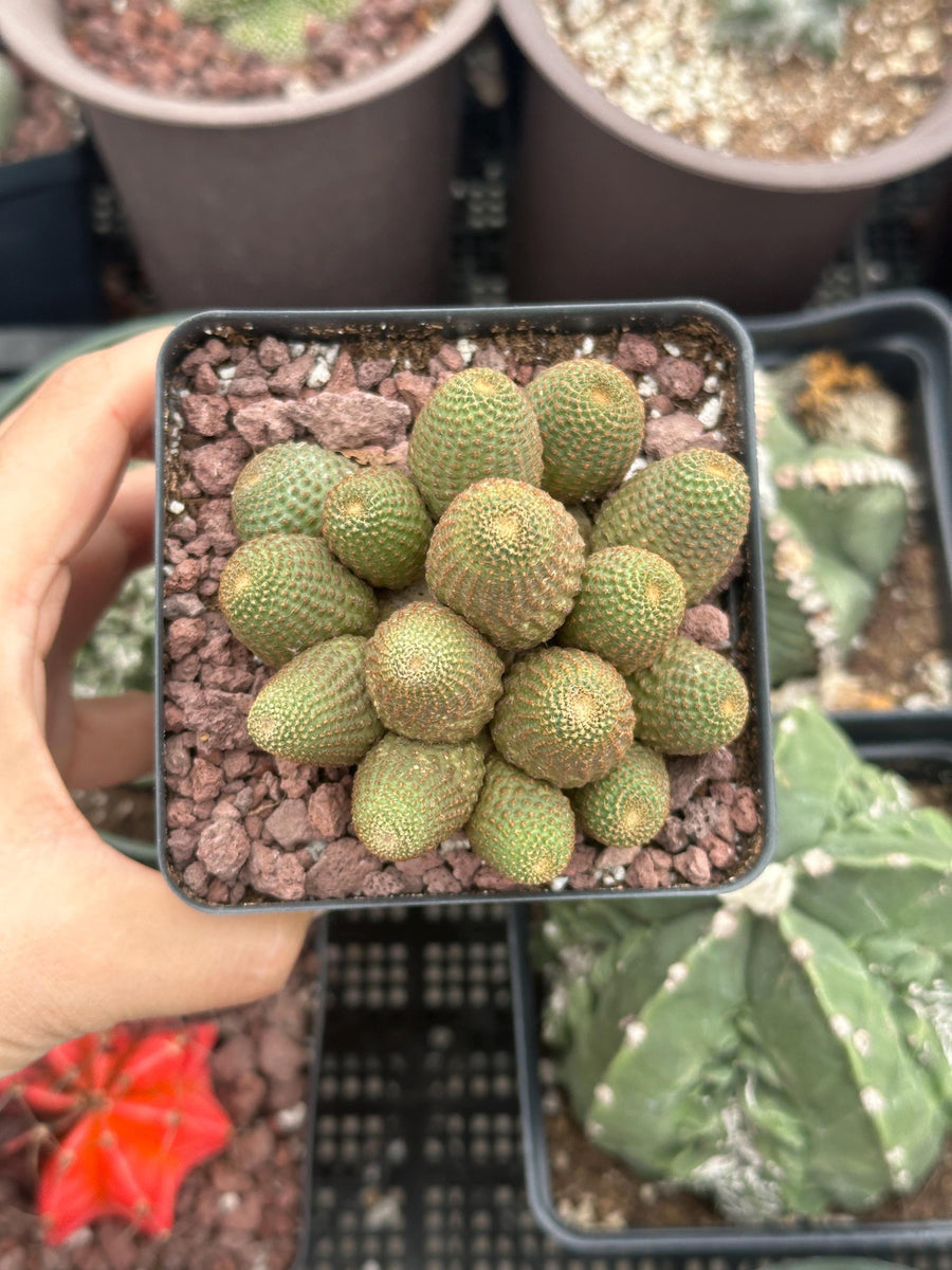 Rare Cactus - Echinopsis Famatimensis small cluster