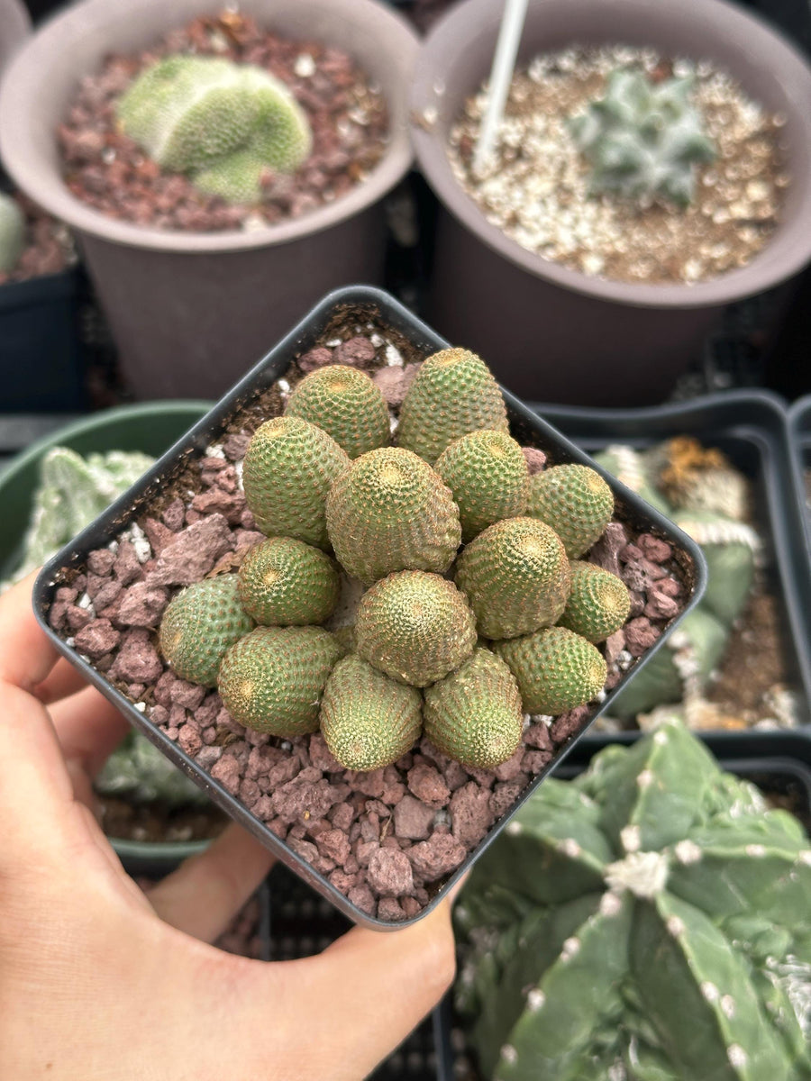 Rare Cactus - Echinopsis Famatimensis small cluster