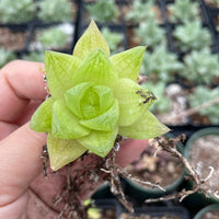 Rare Succulents - Haworthia golden obtusa mini/1pc