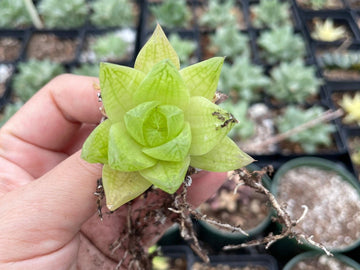 Rare Succulents - Haworthia golden obtusa mini/1pc