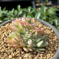 Rare Succulents - Echeveria Suryeon Crested