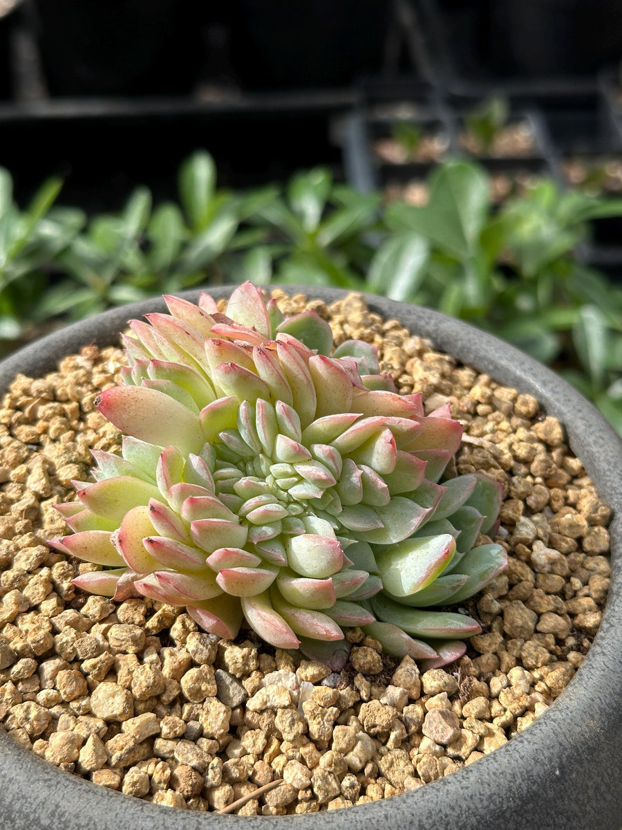 Rare Succulents - Echeveria Suryeon Crested