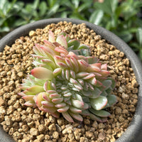 Rare Succulents - Echeveria Suryeon Crested