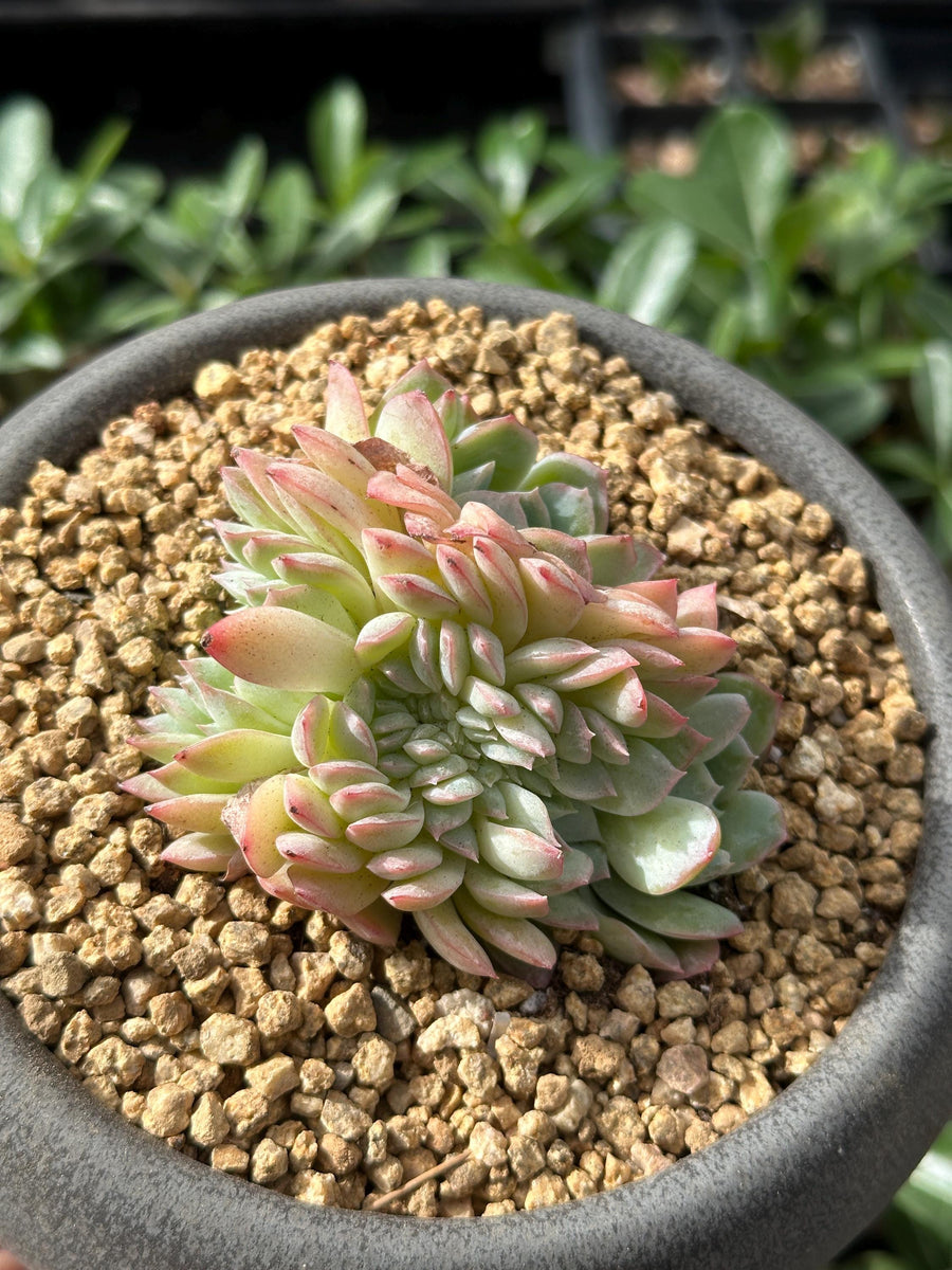 Rare Succulents - Echeveria Suryeon Crested