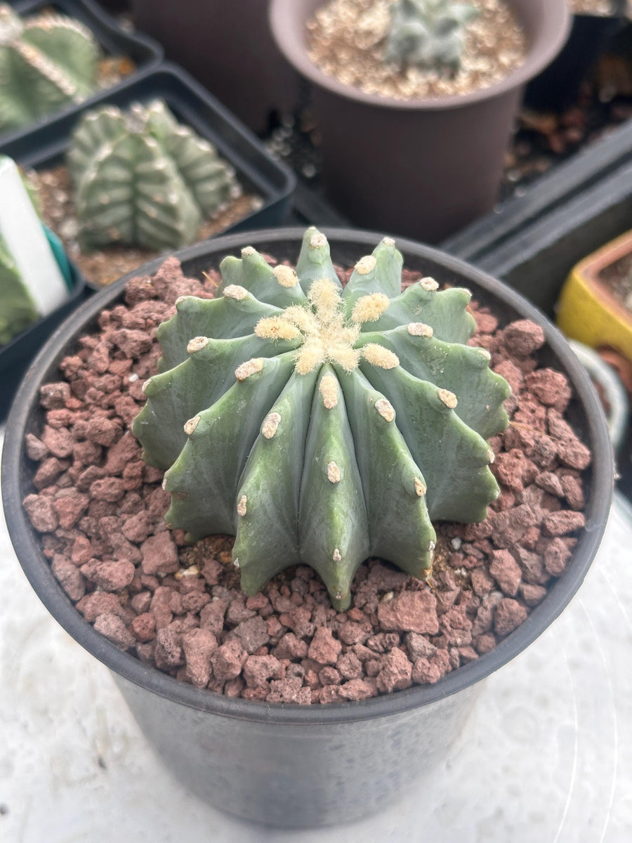 Ferocactus Glaucescens Inermis 6 inch, Rare Cactus Stunning Succulent for Your Collection - Limited Availability