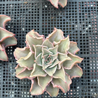 Rare Succulents - Echeveria Madiba (3"-5")