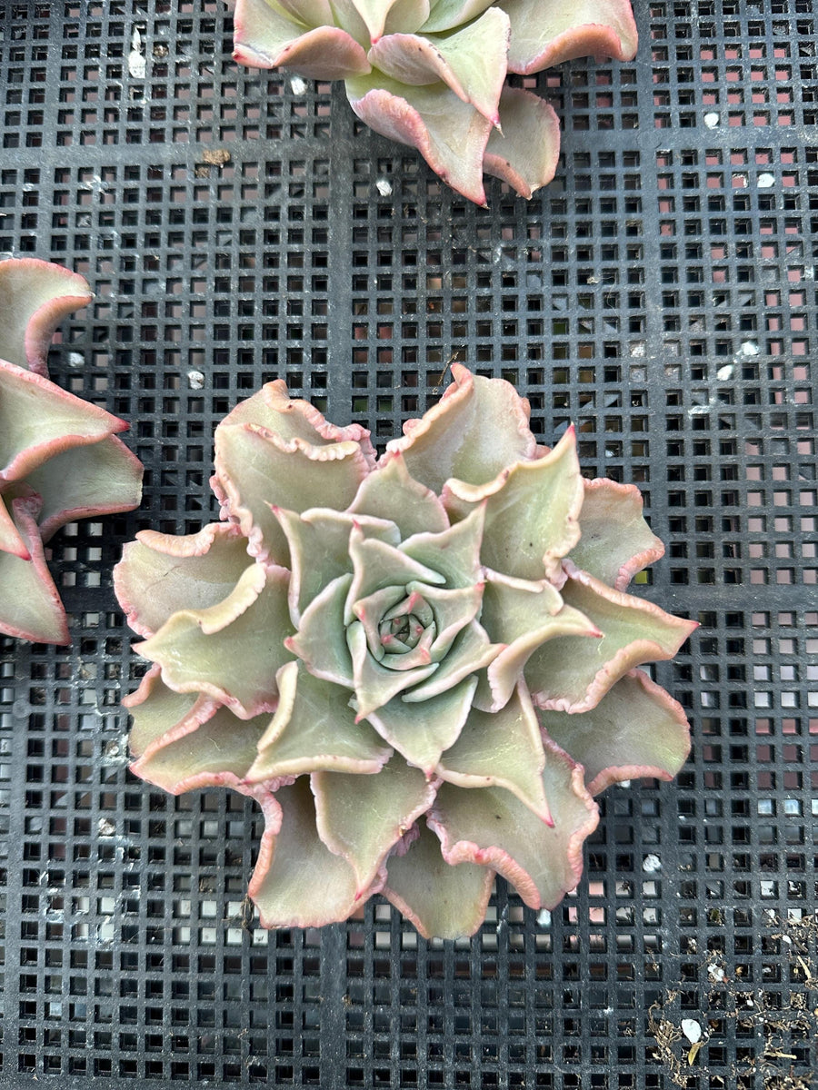 Rare Succulents - Echeveria Madiba (3