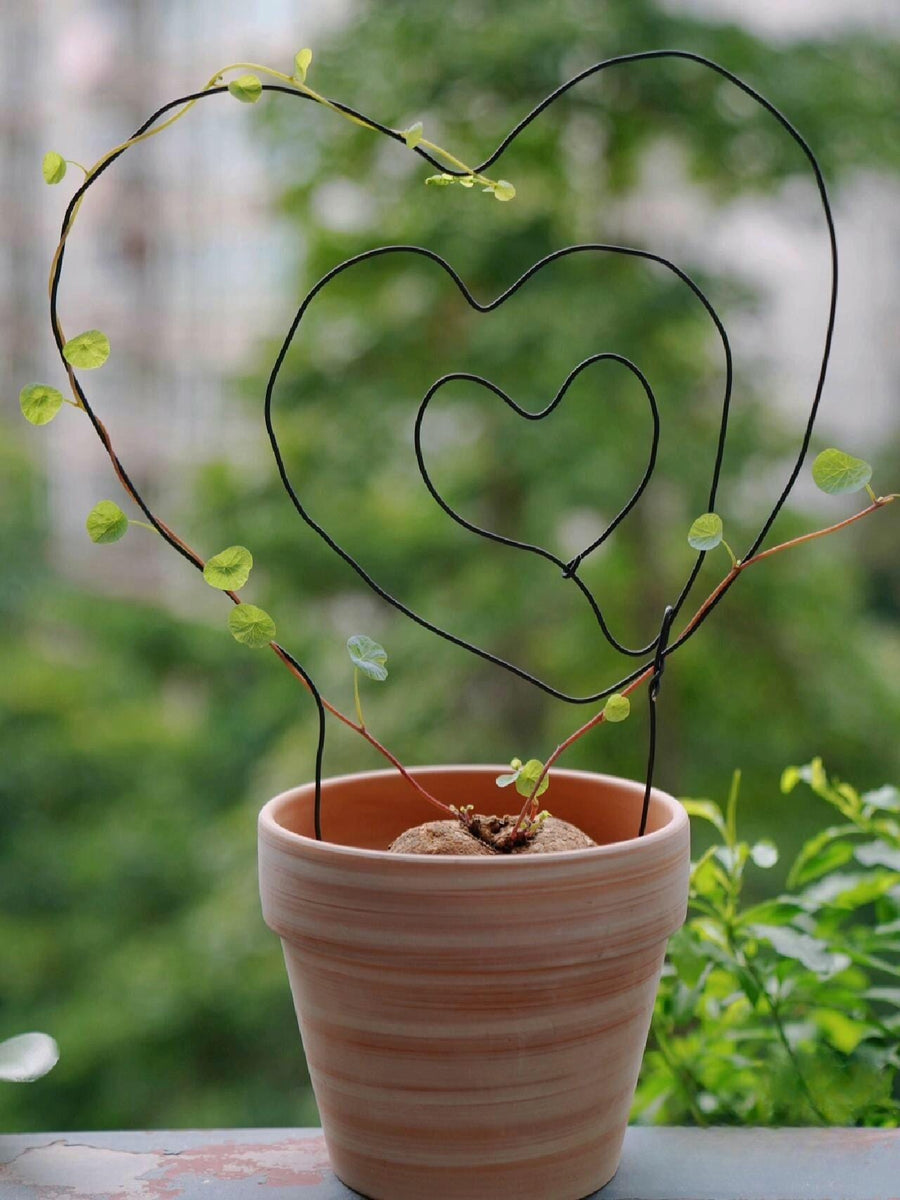 a potted plant with a heart shaped wire decoration