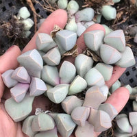 Rare Succulents - Lapidaria Margaretae (0.6"-0.8")