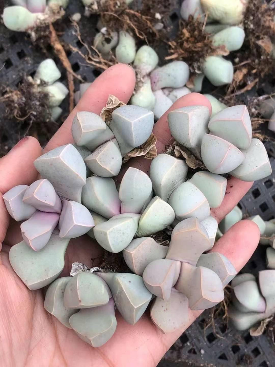 Rare Succulents - Lapidaria Margaretae (0.6