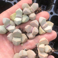 Rare Succulents - Lapidaria Margaretae (0.6"-0.8")