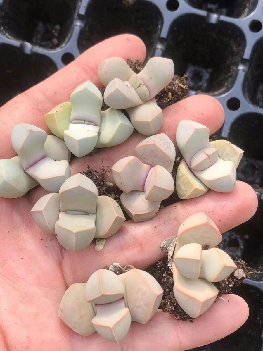 Rare Succulents - Lapidaria Margaretae (0.6