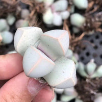 Rare Succulents - Lapidaria Margaretae (0.6"-0.8")