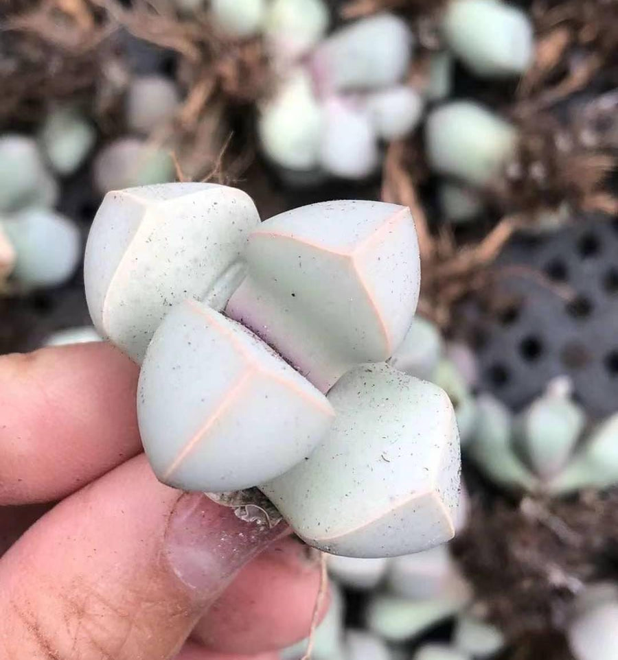 Rare Succulents - Lapidaria Margaretae (0.6