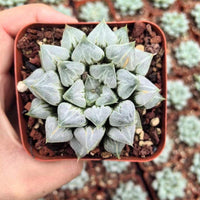 Rare Succulents - Haworthia 'Love'